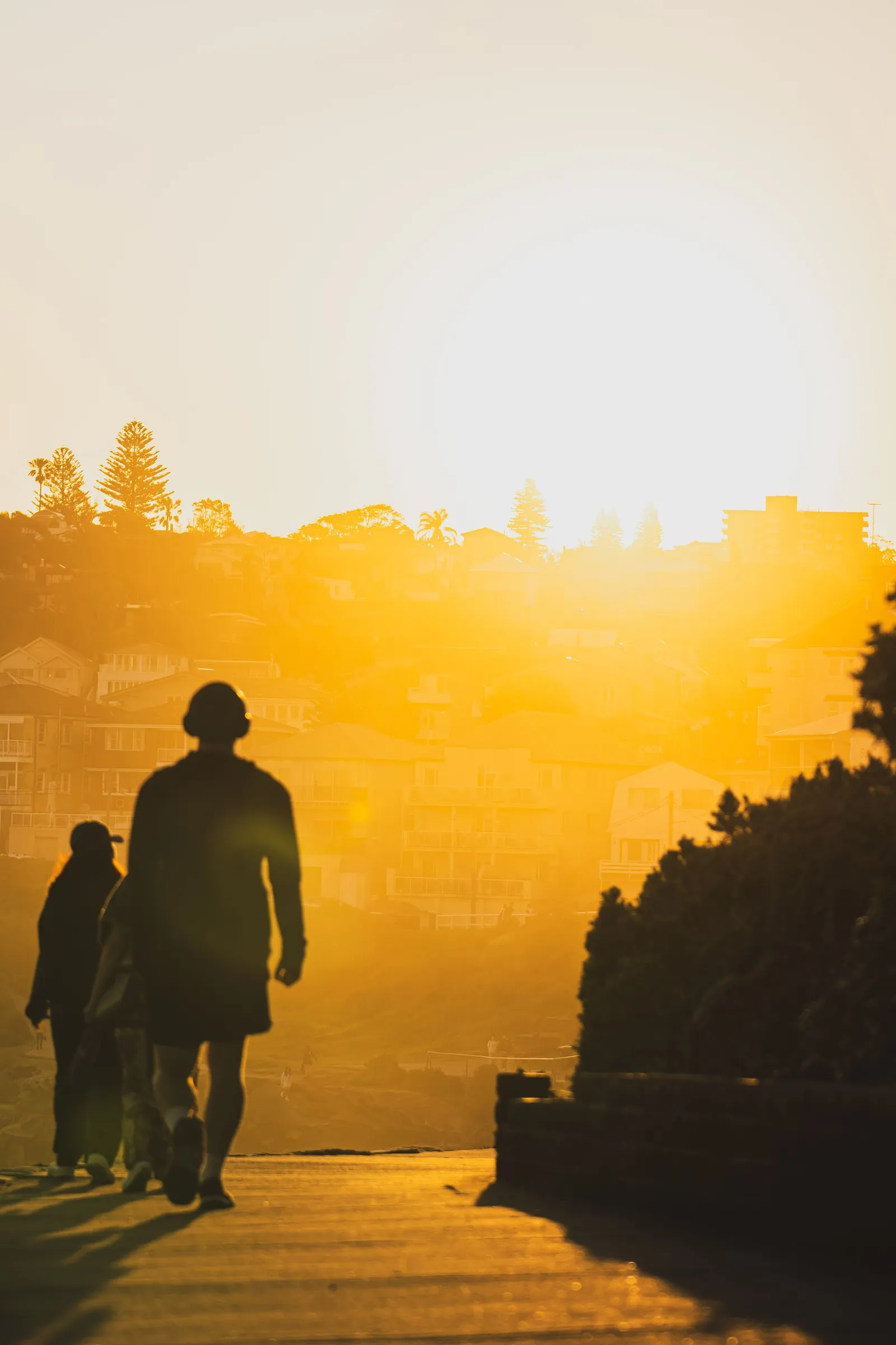 Silhouettes of people walking a tree-lined path into low golden sunlight